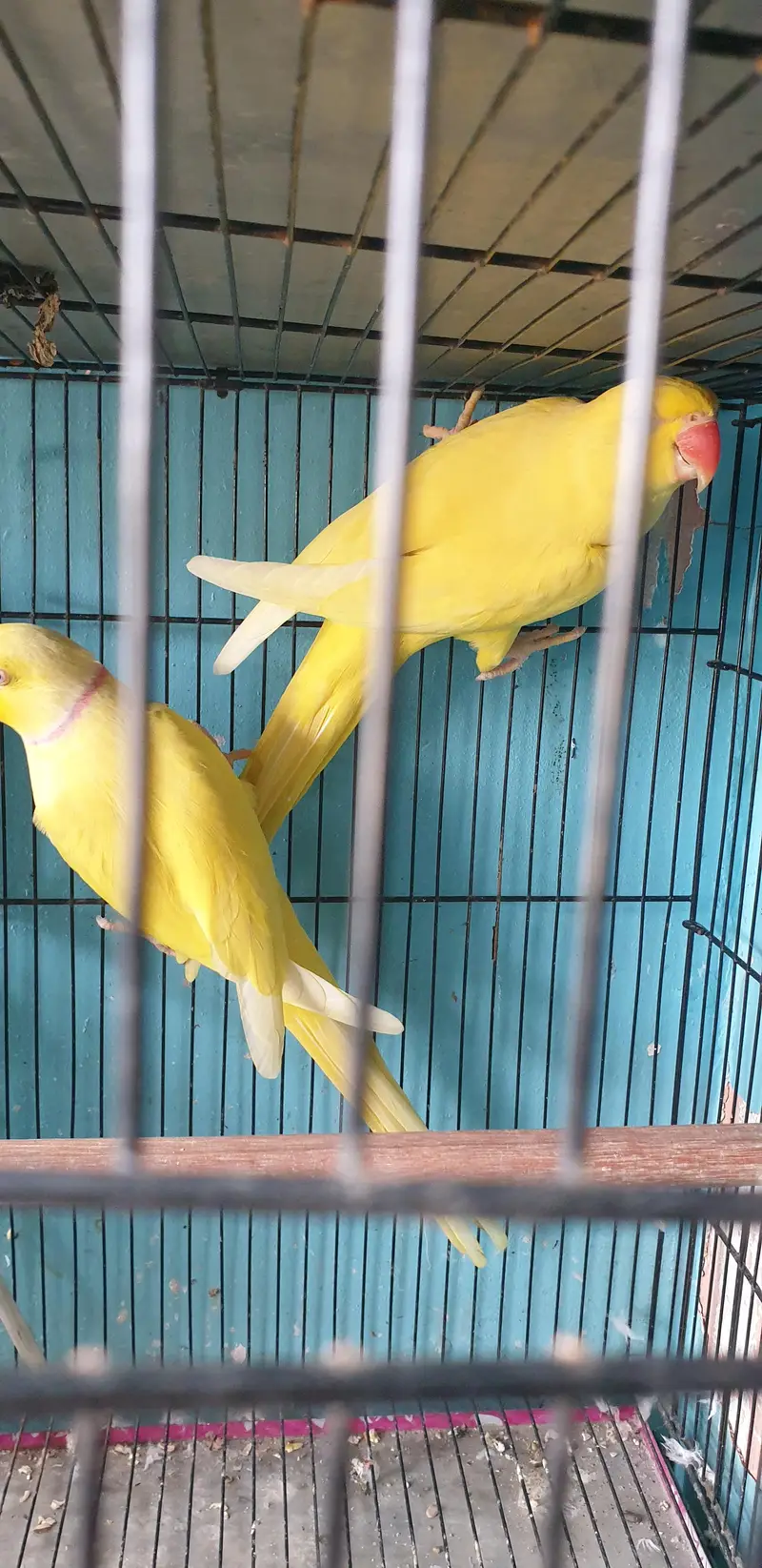 yellow ringneck breeder pair — photo 2
