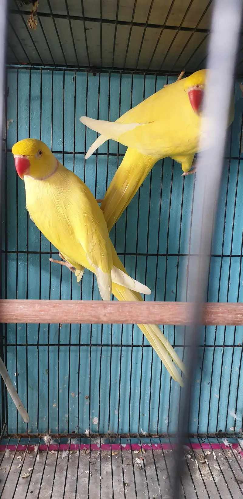 yellow ringneck breeder pair — photo 3