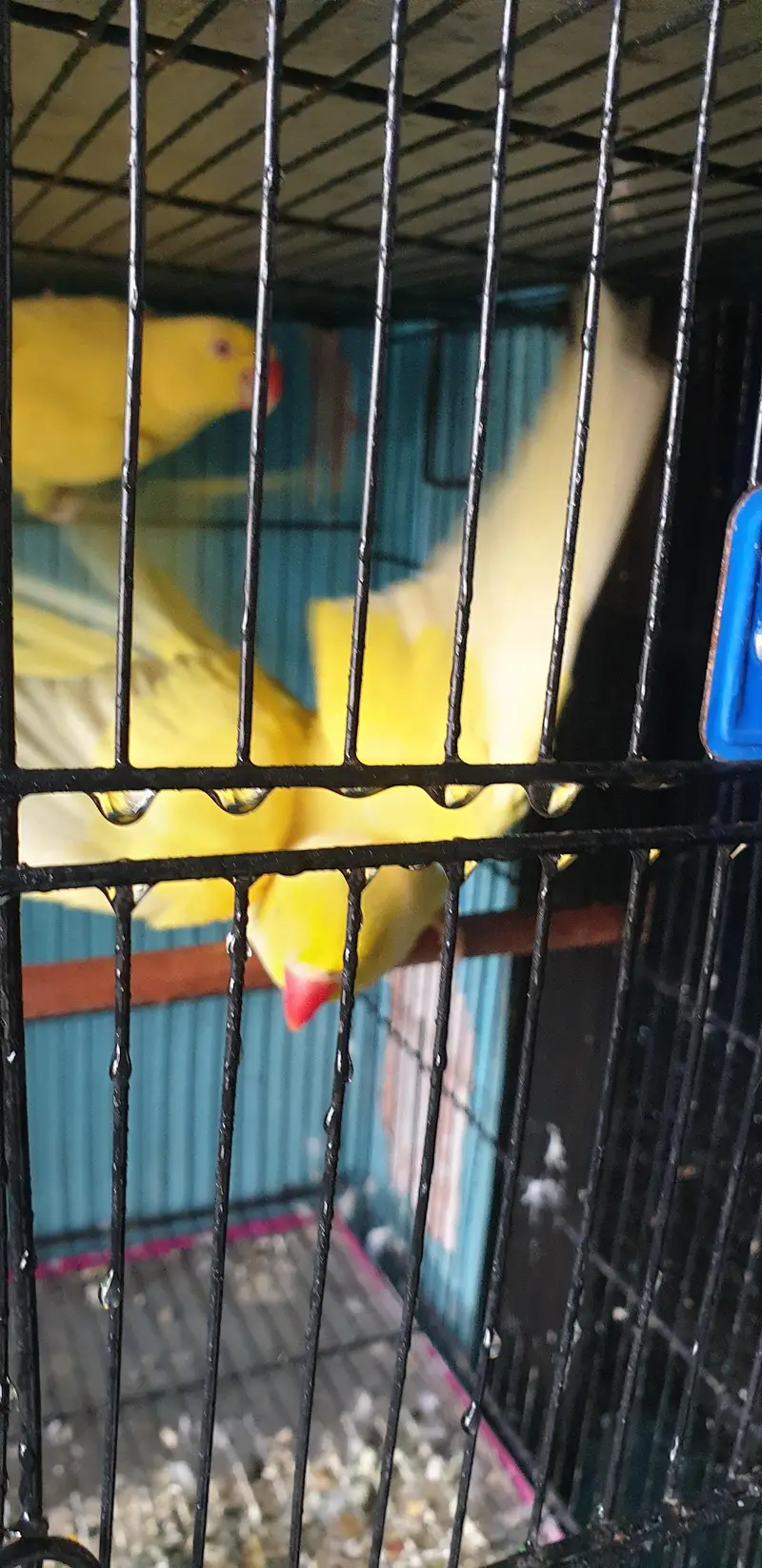 yellow ringneck breeder pair — photo 4