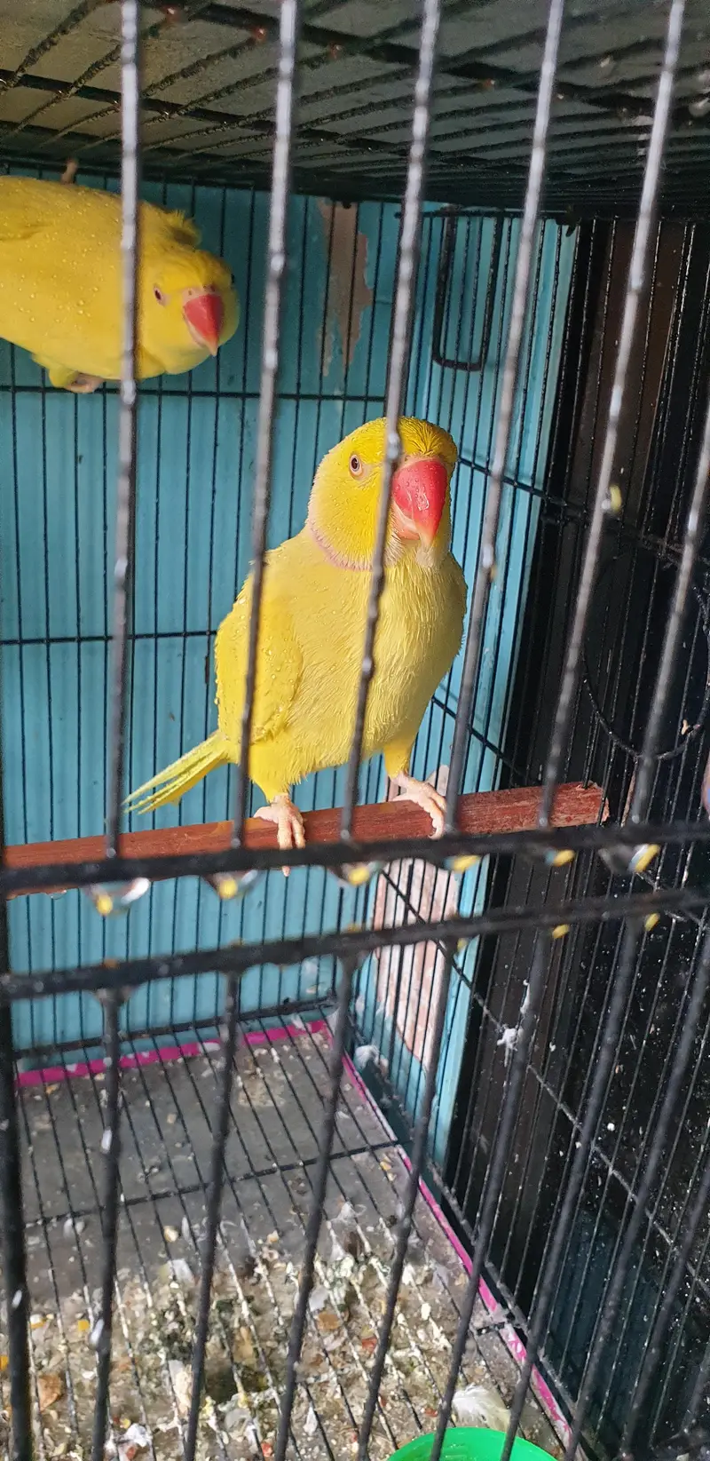 yellow ringneck breeder pair — photo 5
