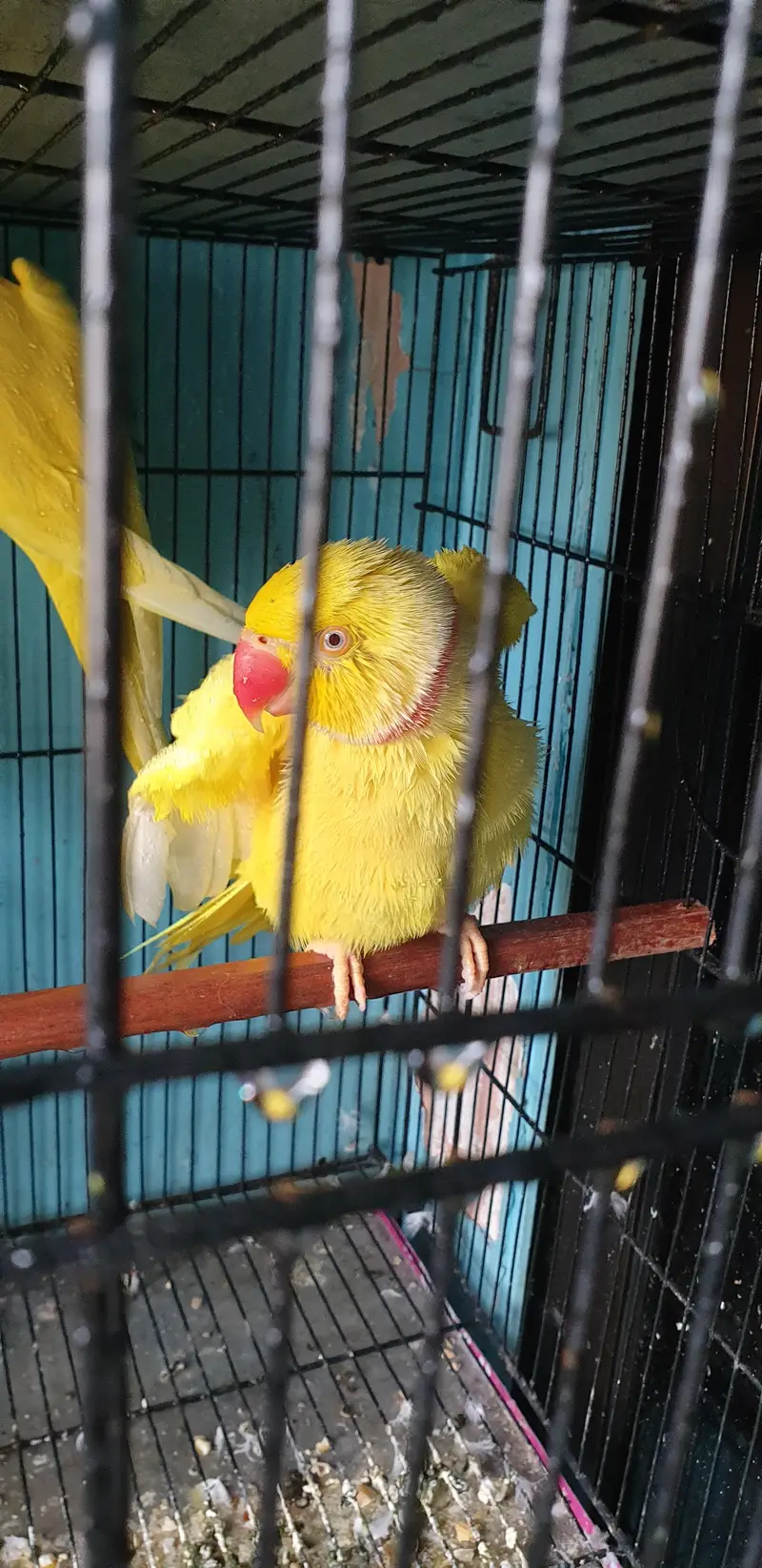 yellow ringneck breeder pair — photo 6