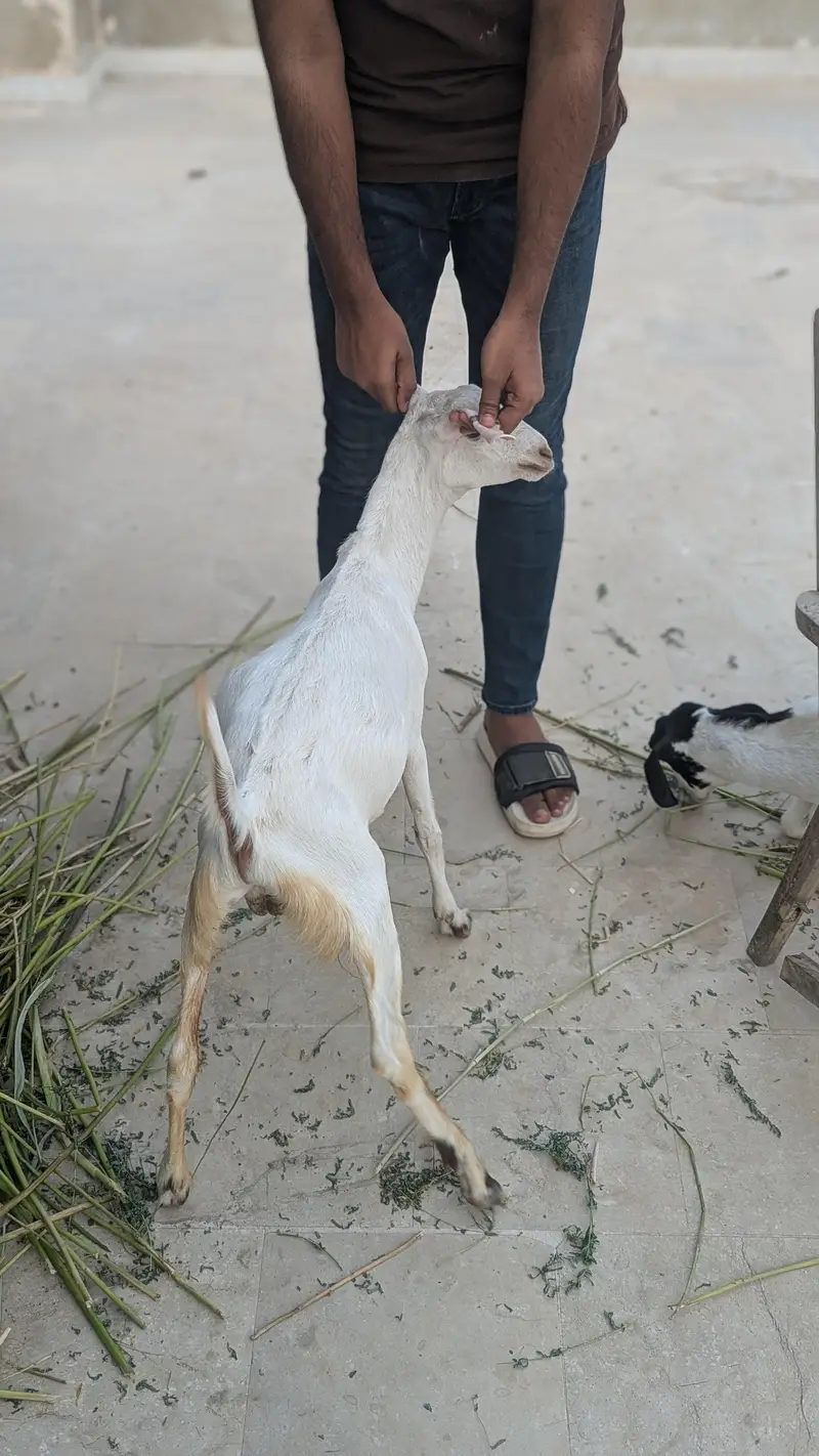 Bakre for sale — photo 5