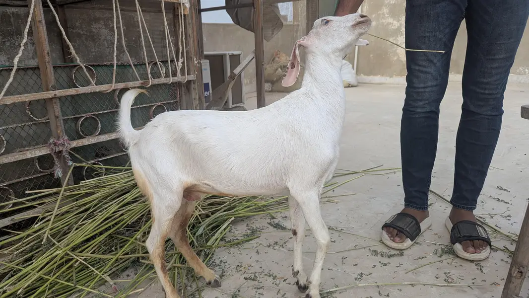 Bakre for sale — photo 9