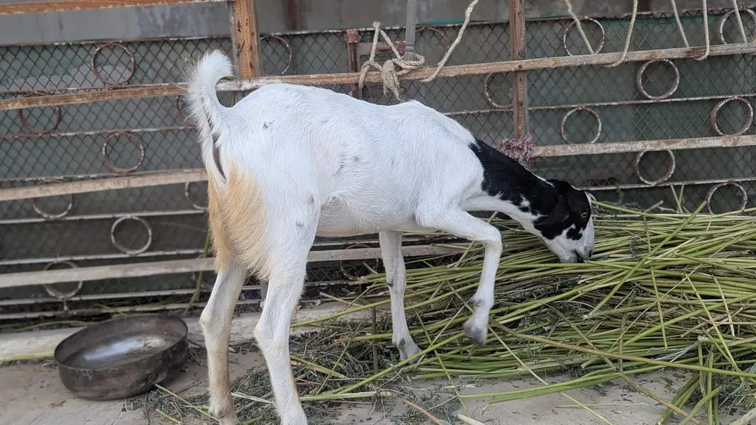 Bakre for sale — photo 11