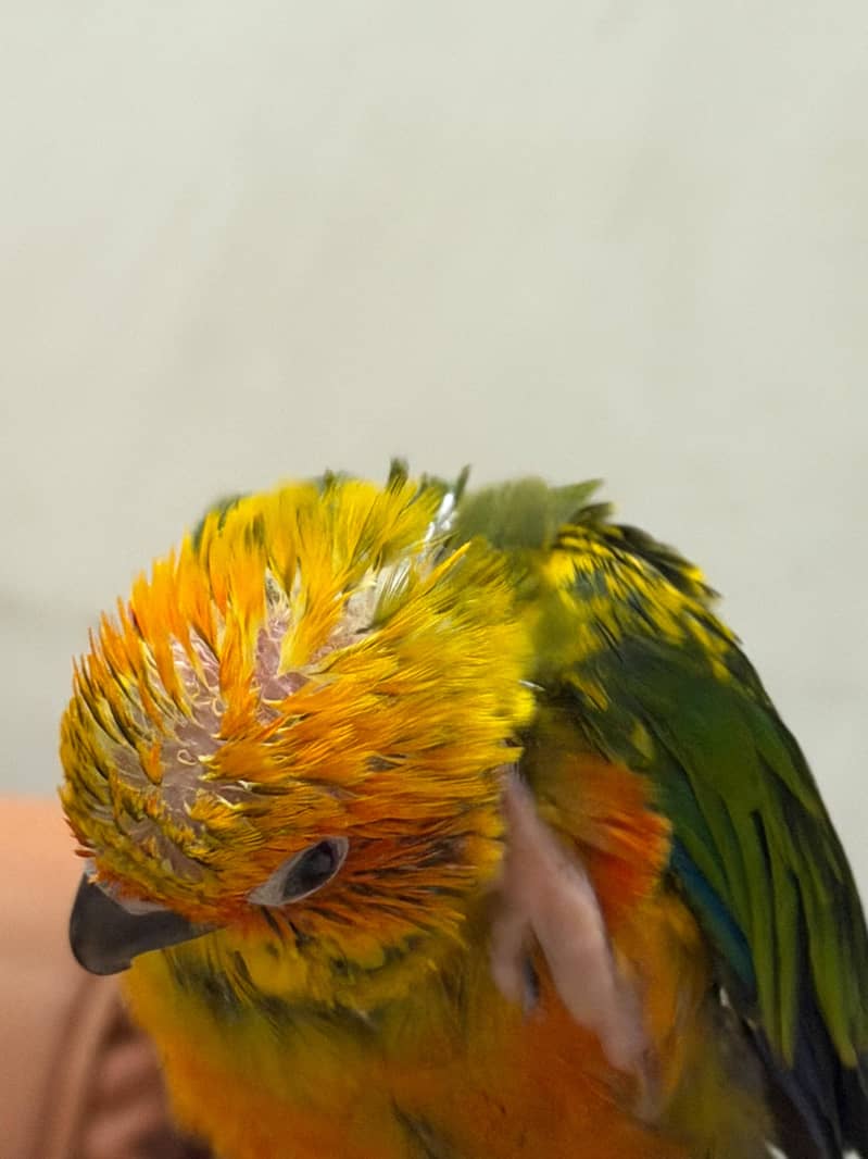 SUN CONURE CHICK 0