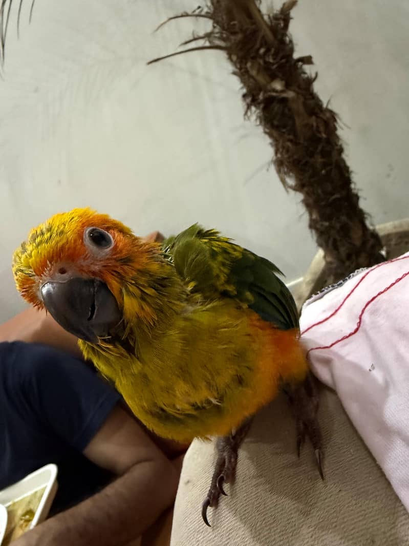 SUN CONURE CHICK 1