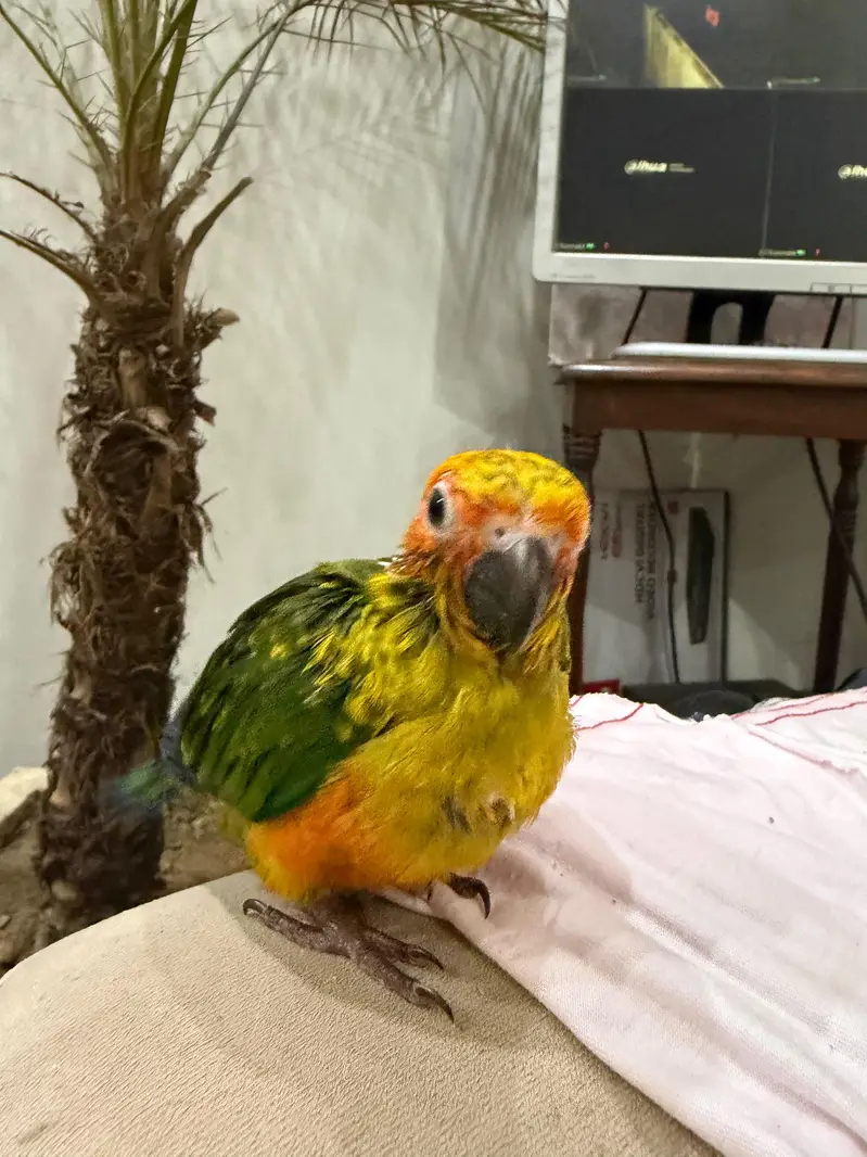 SUN CONURE CHICK — photo 3