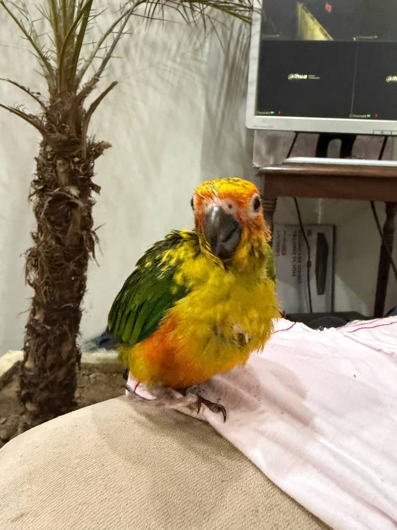 SUN CONURE CHICK 3