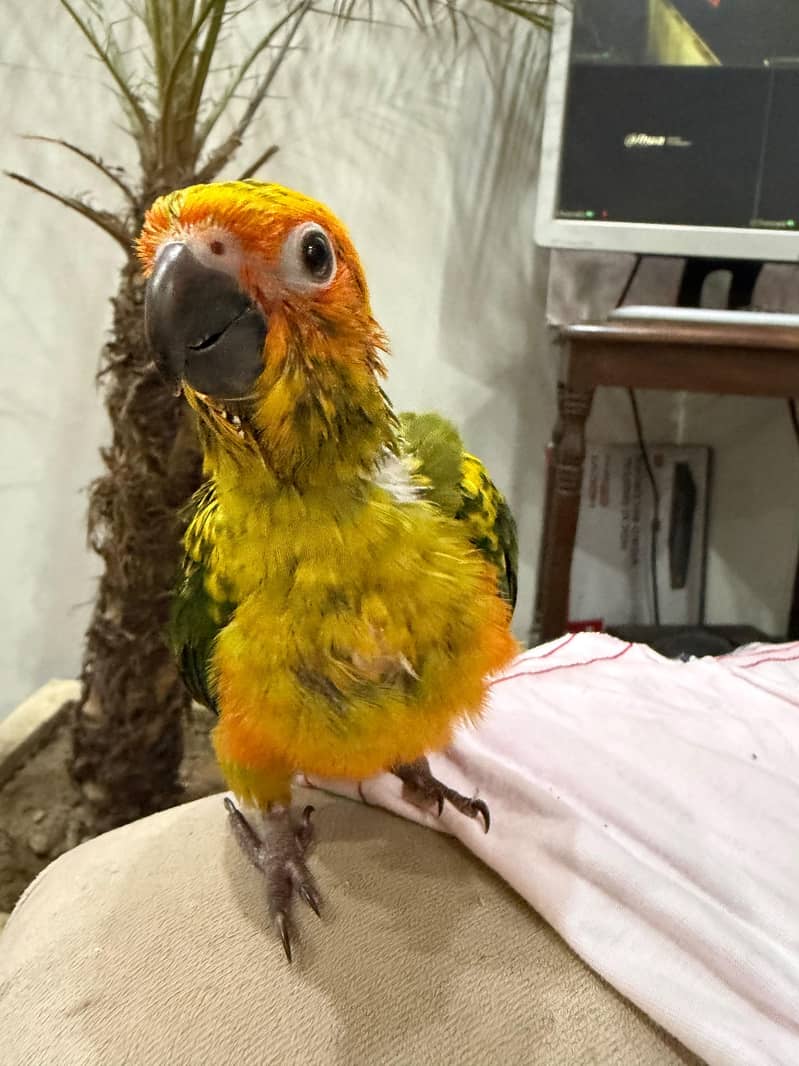 SUN CONURE CHICK 4