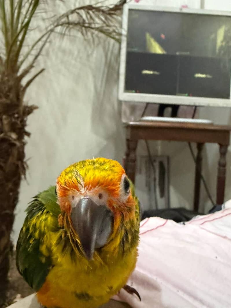 SUN CONURE CHICK 5