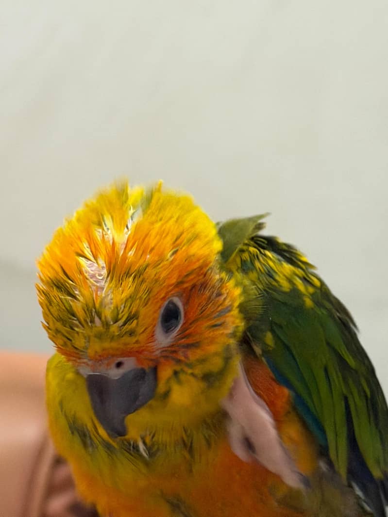 SUN CONURE CHICK 7