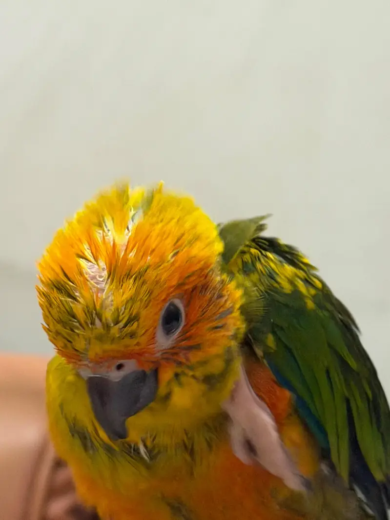SUN CONURE CHICK — photo 8