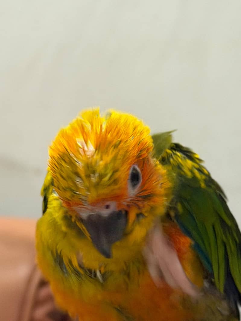 SUN CONURE CHICK 8