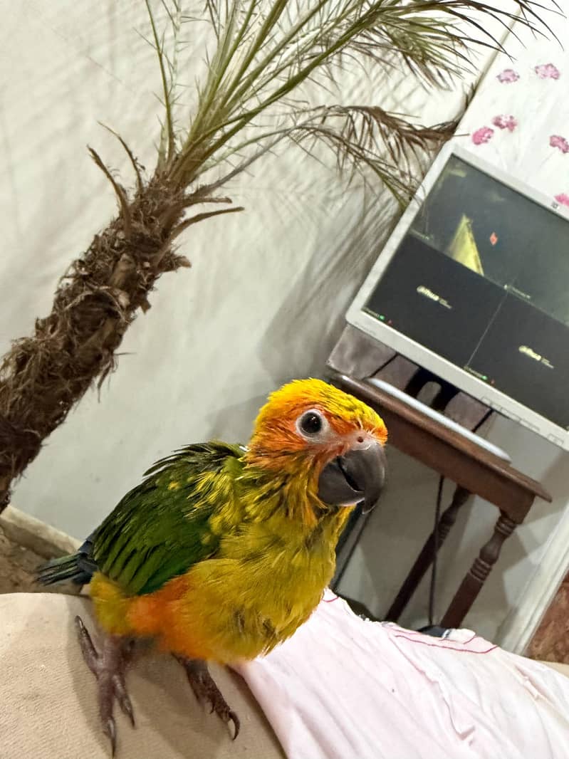 SUN CONURE CHICK 9