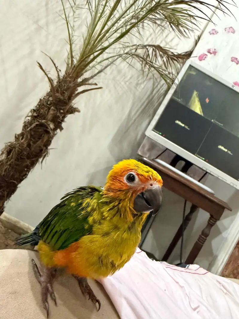 SUN CONURE CHICK — photo 10