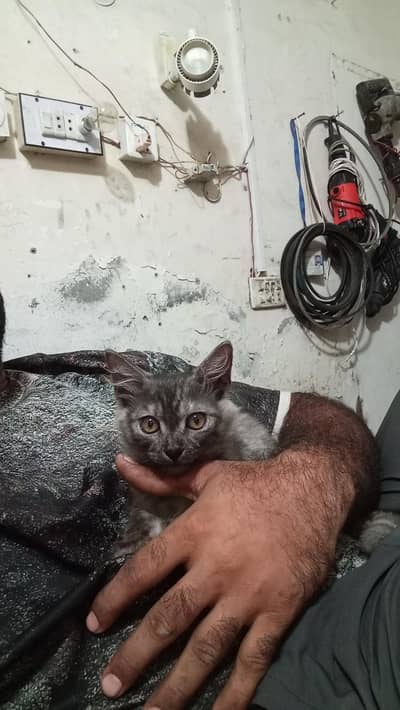 Persian baby maybe 2.5 month for sale
