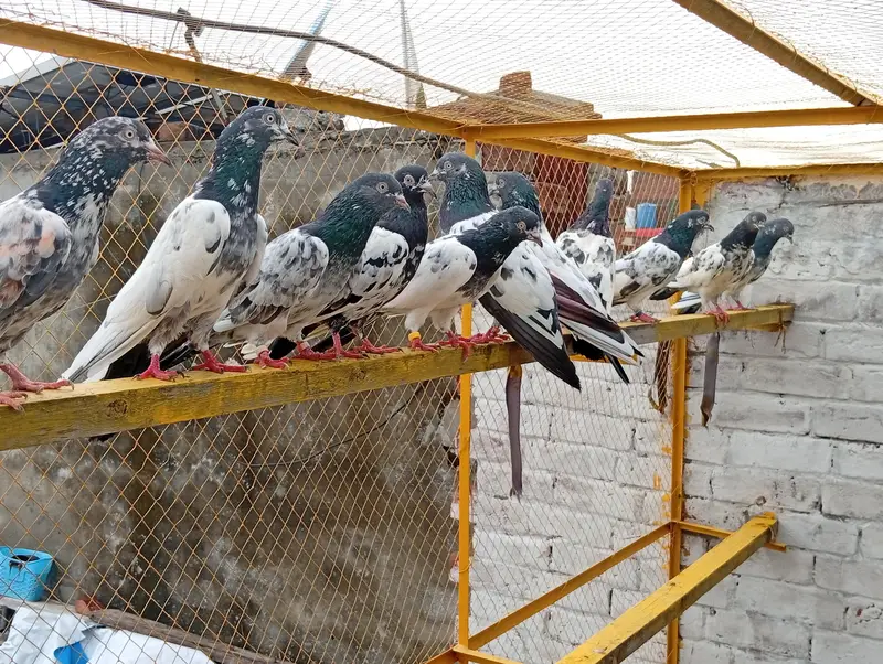 Bohat Achay Kabotar hai joro walay piece hai — photo 4