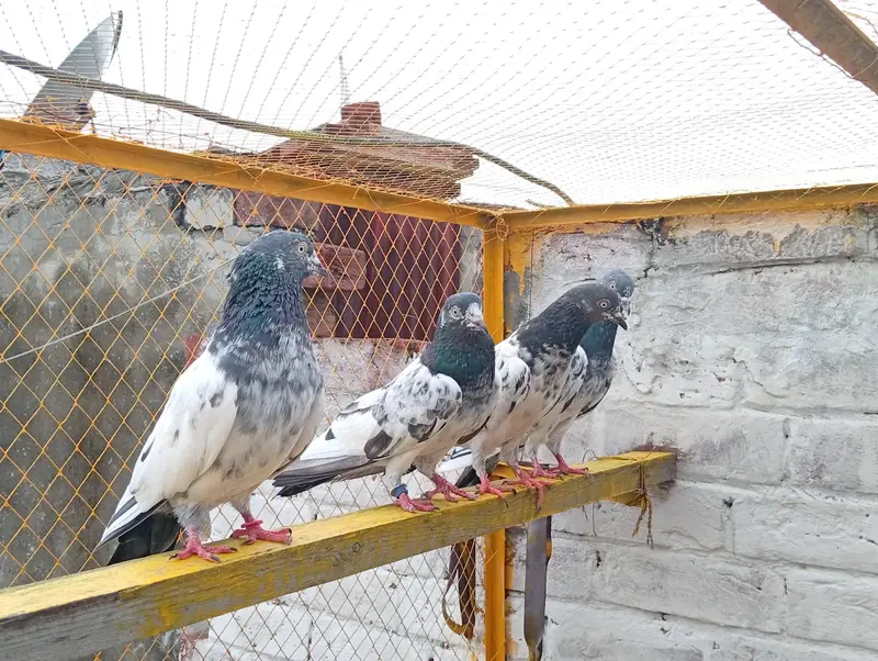 Bohat Achay Kabotar hai joro walay piece hai — photo 7