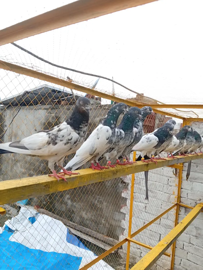 Bohat Achay Kabotar hai joro walay piece hai — photo 8