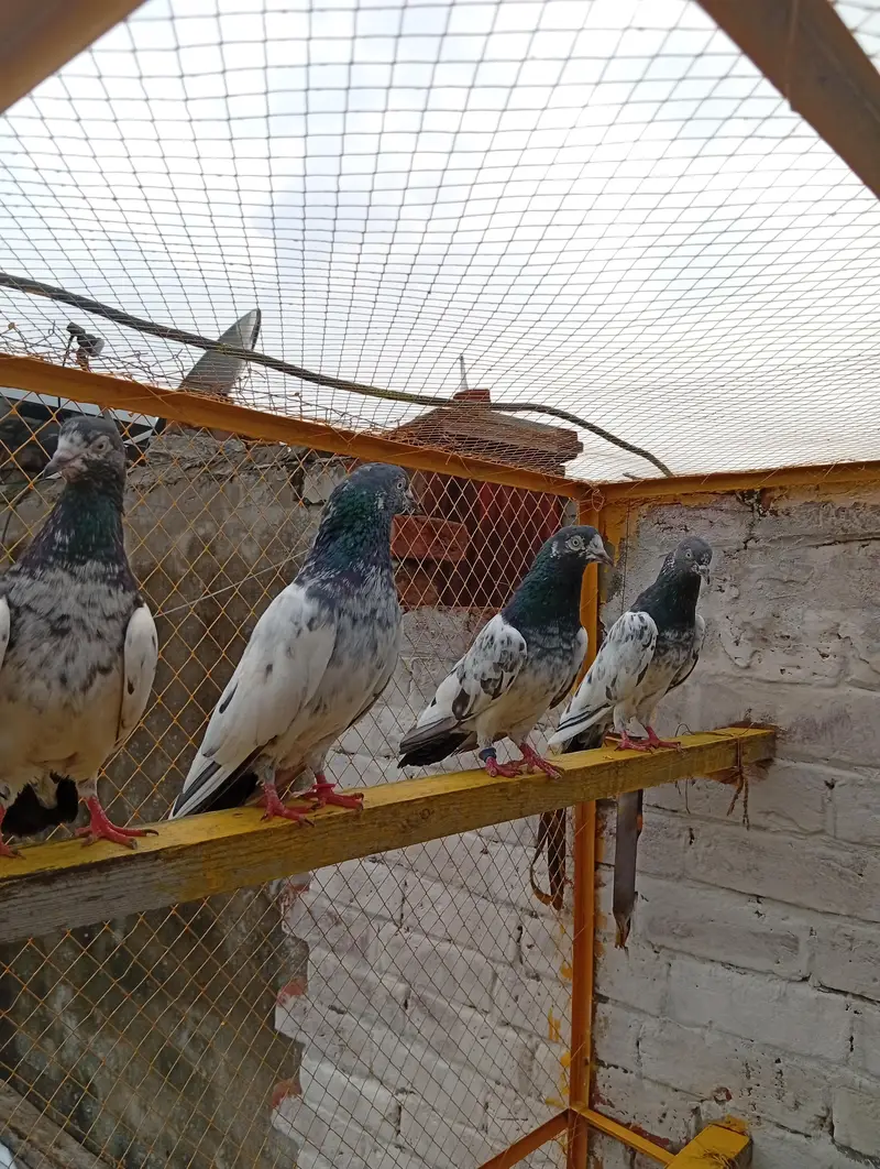 Bohat Achay Kabotar hai joro walay piece hai — photo 11