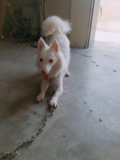 Russian dog