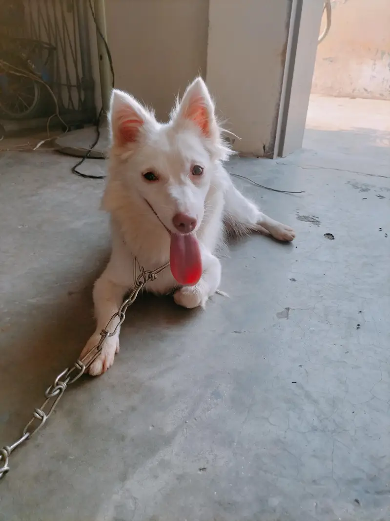 Russian dog — photo 2