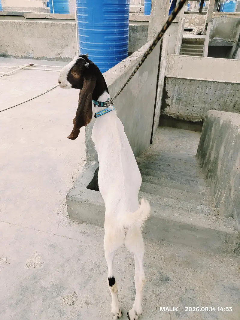 PATERA MALE KID — photo 4
