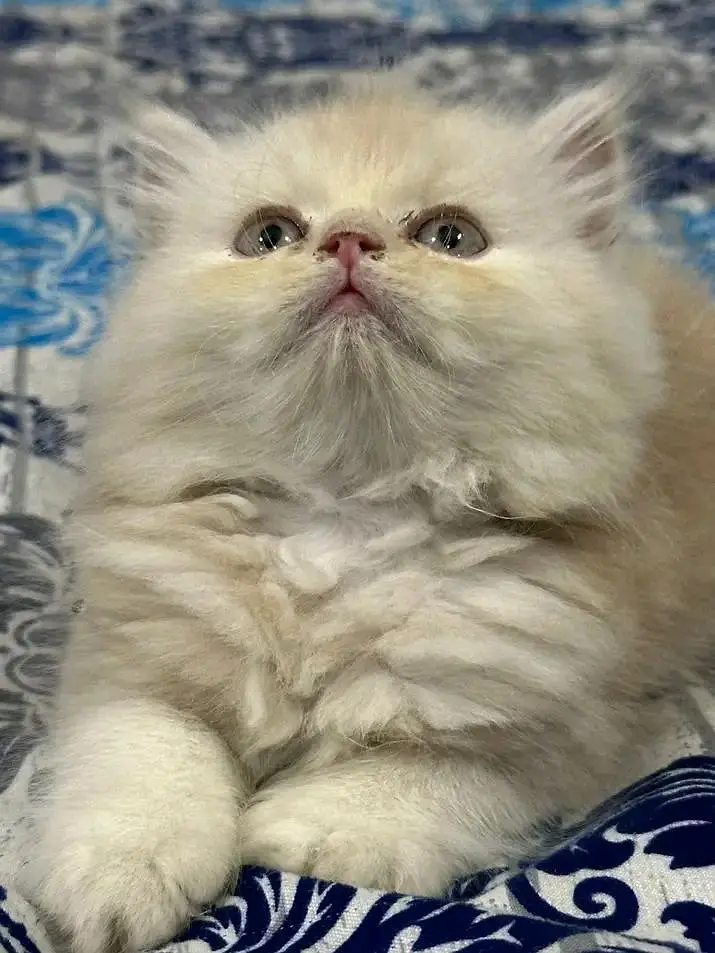 Persian kittens for sale contact whatup 03042952518 — photo 4