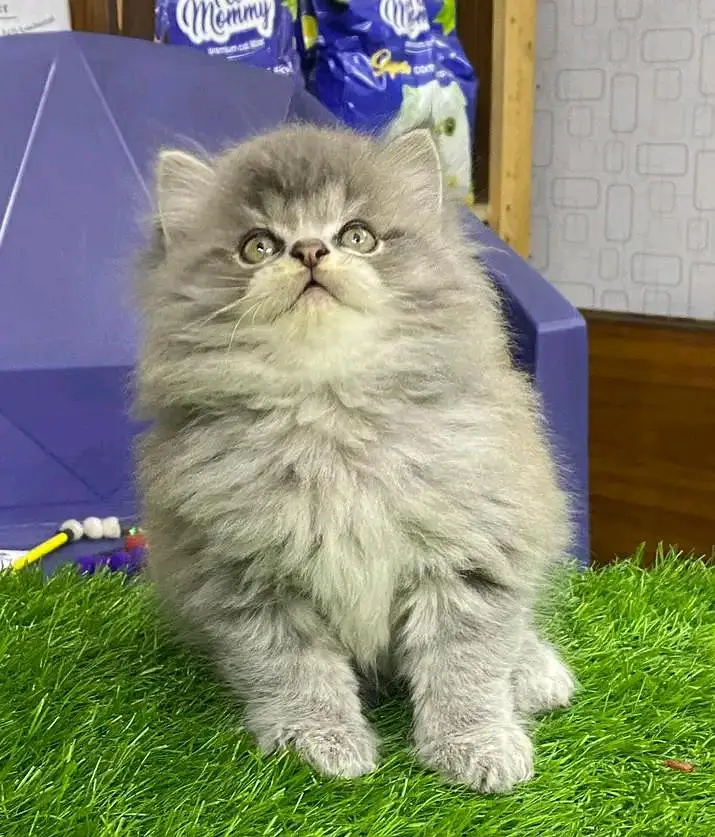 Persian kittens for sale contact whatup 03042952518 — photo 5