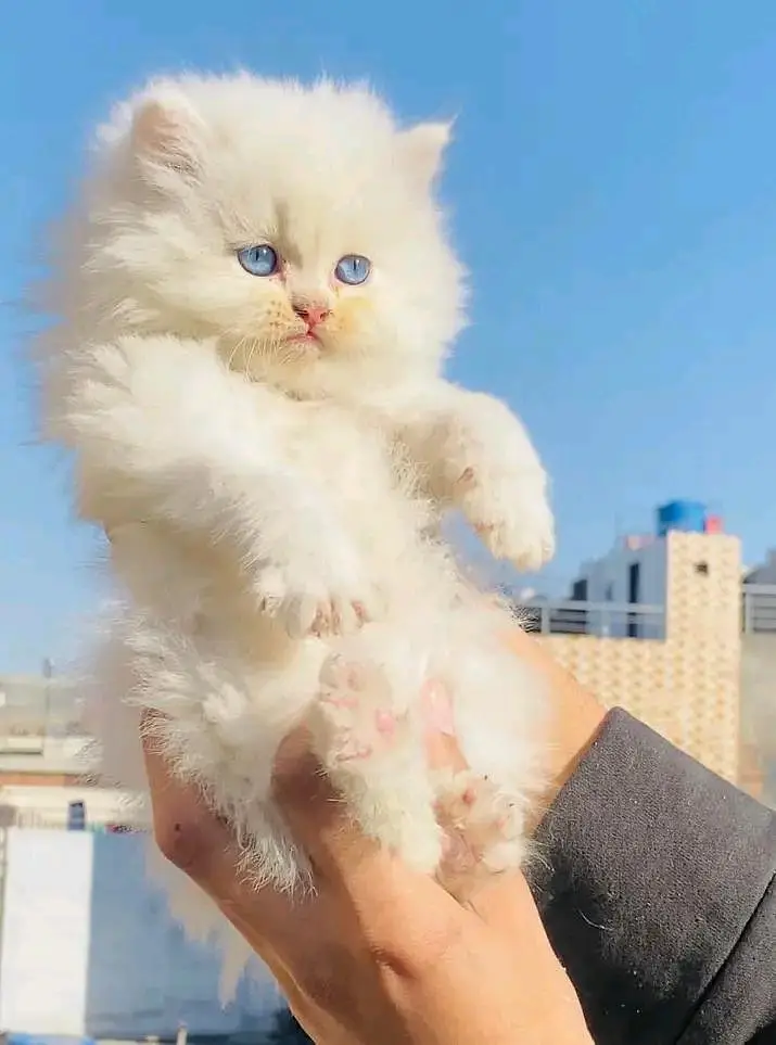 Persian kittens for sale contact whatup 03042952518 — photo 6