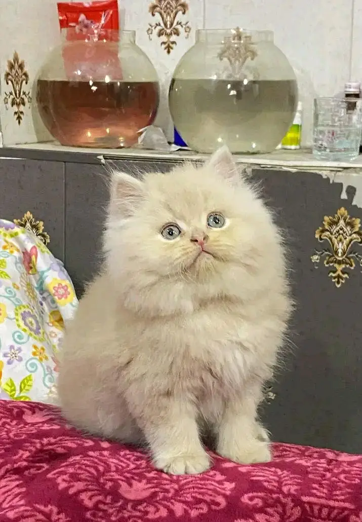 Persian kittens for sale contact whatup 03042952518 — photo 7