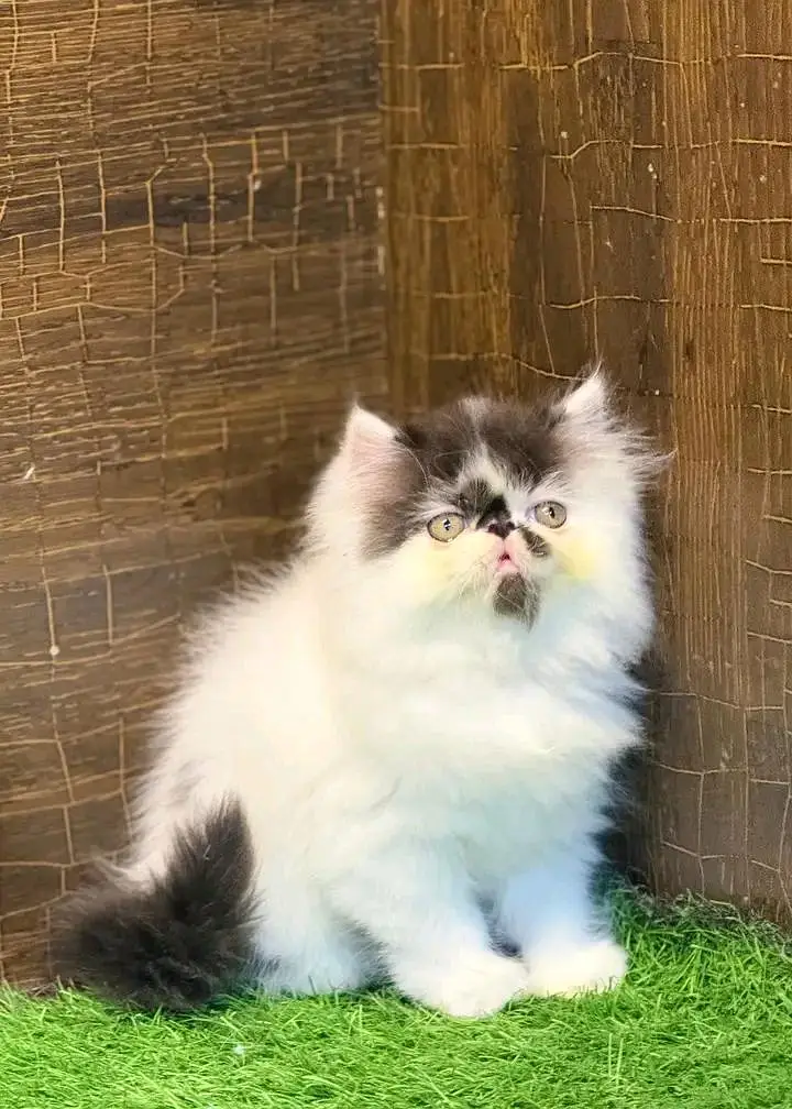 Persian kittens for sale contact whatup 03042952518 — photo 8