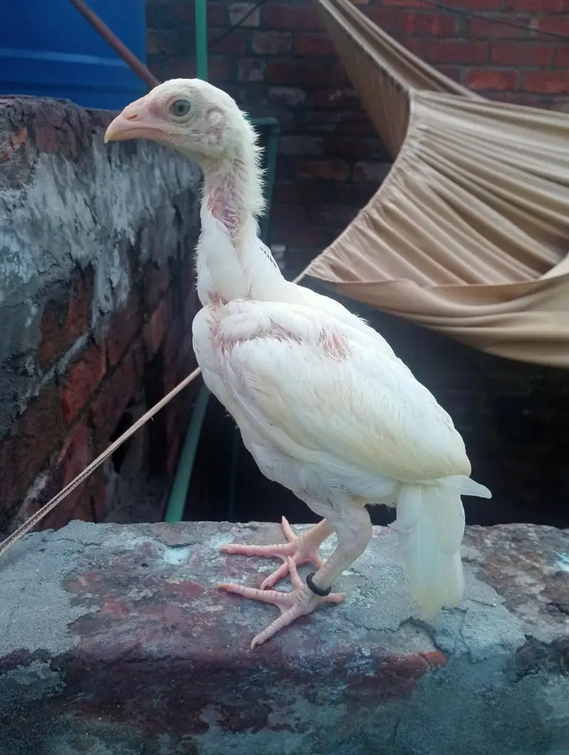 Heera Aseel Chicks 03044207148 — photo 5