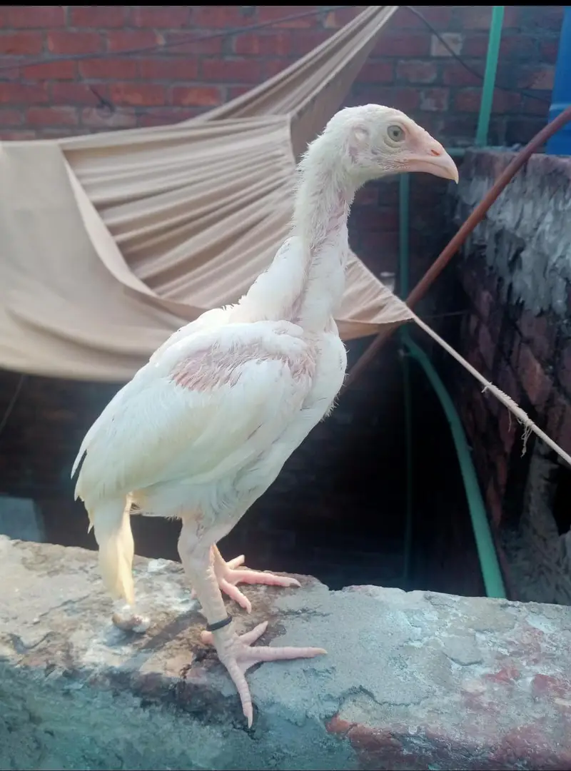 Heera Aseel Chicks 03044207148 — photo 7