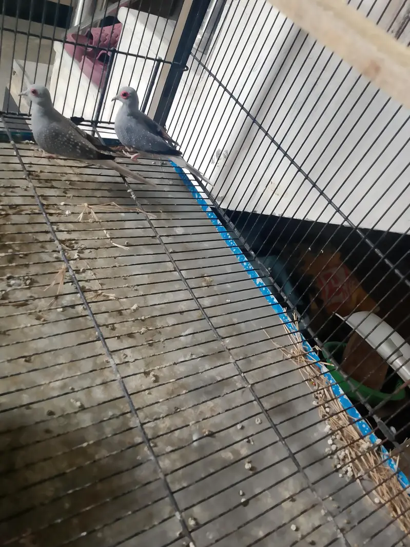 urgant for sall hai . wah cantt birral 2. whatapp no. 03136673125 — photo 2