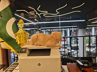 Percian Cat