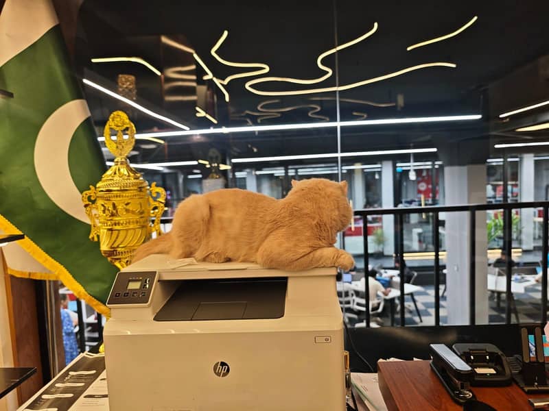 Percian Cat 0