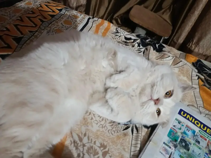 Percian Cat — photo 2