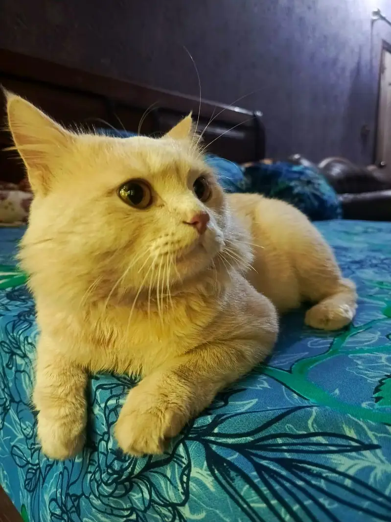 Percian Cat — photo 4