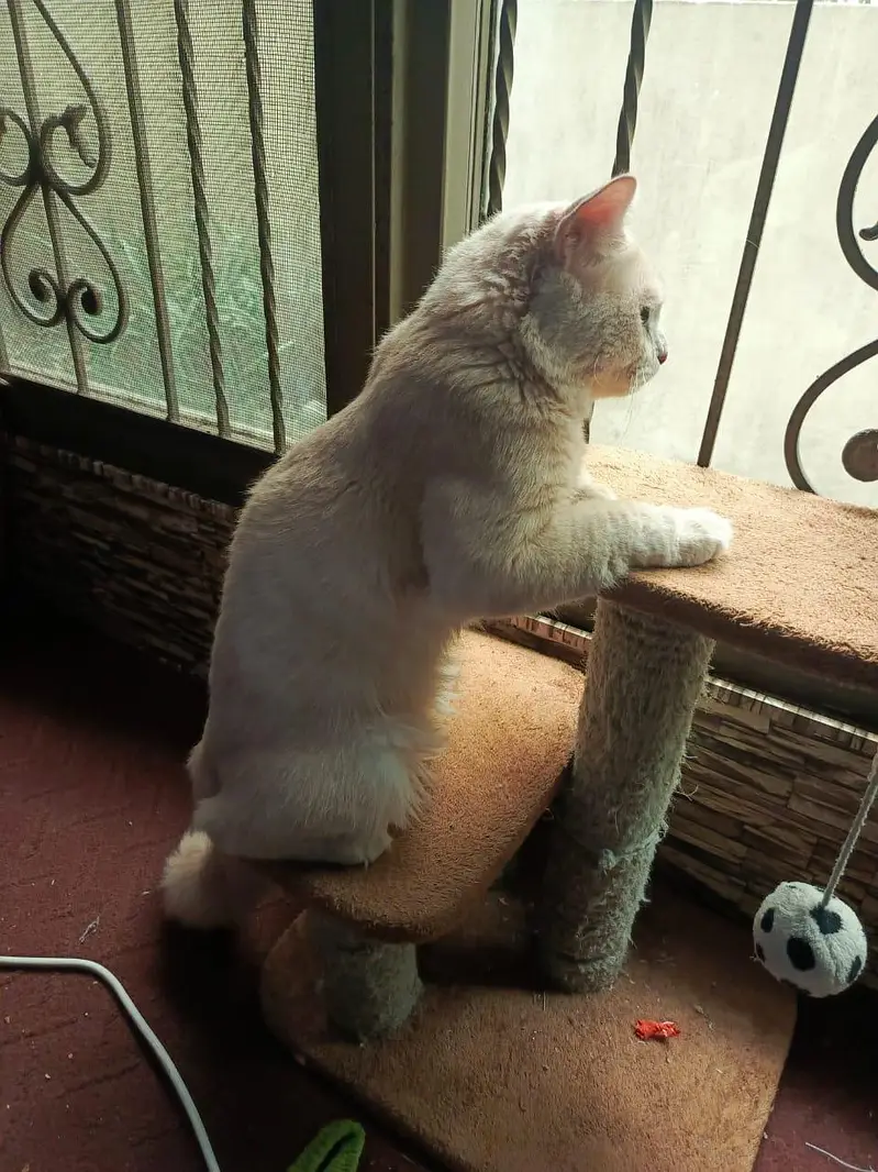 Percian Cat — photo 5