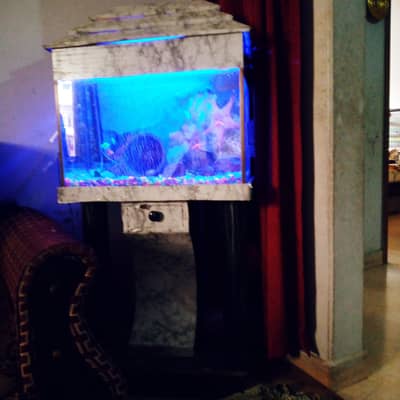Complete Premium Aquarium Set with Fish & LED Setup