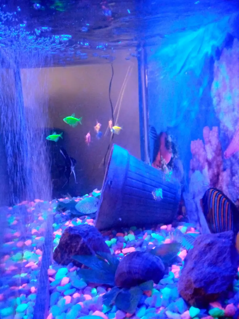 Complete Premium Aquarium Set with Fish & LED Setup — photo 7
