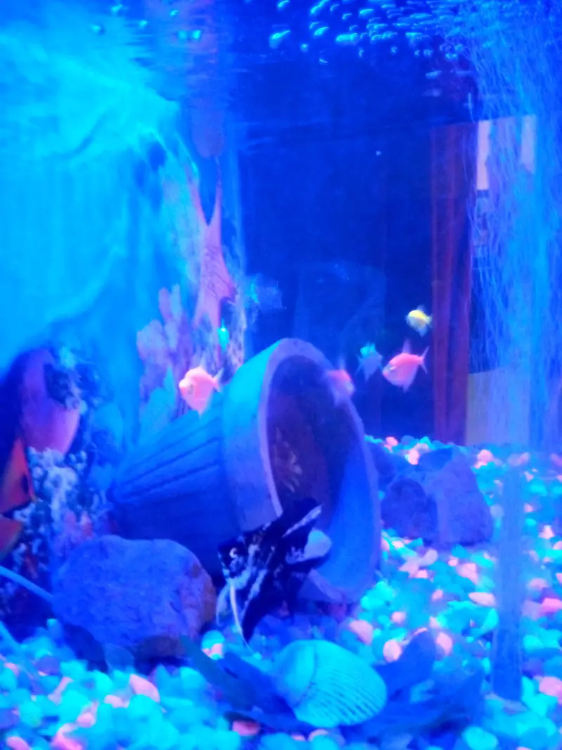 Complete Premium Aquarium Set with Fish & LED Setup — photo 8