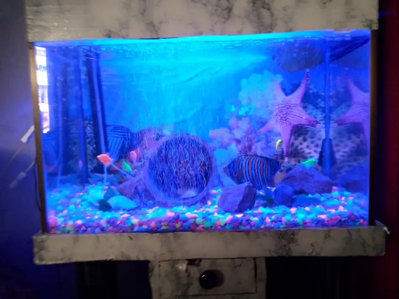 Complete Premium Aquarium Set with Fish & LED Setup — photo 9