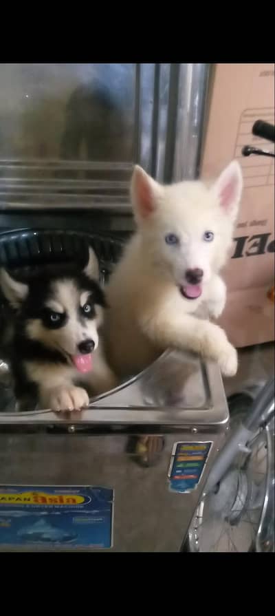 Siberian Husky pair