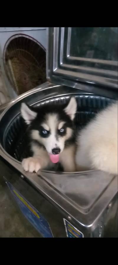 Siberian Husky Wollycoat