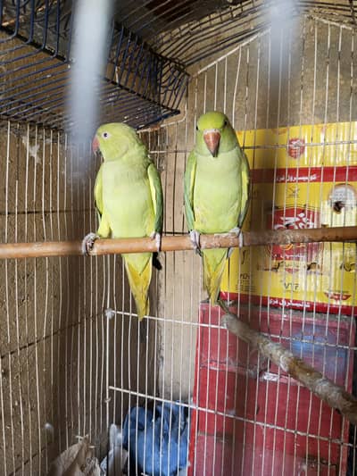 green parrot pair