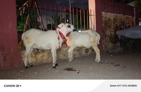 mundra mail