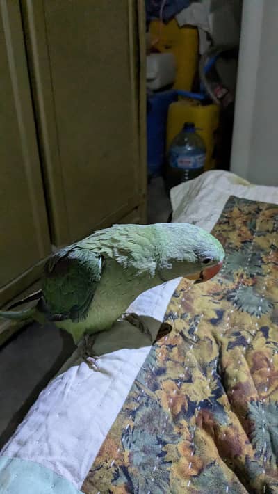 Kashmiri Raw Parrot 5Months Mitthu Mitthu Bolta hai. .