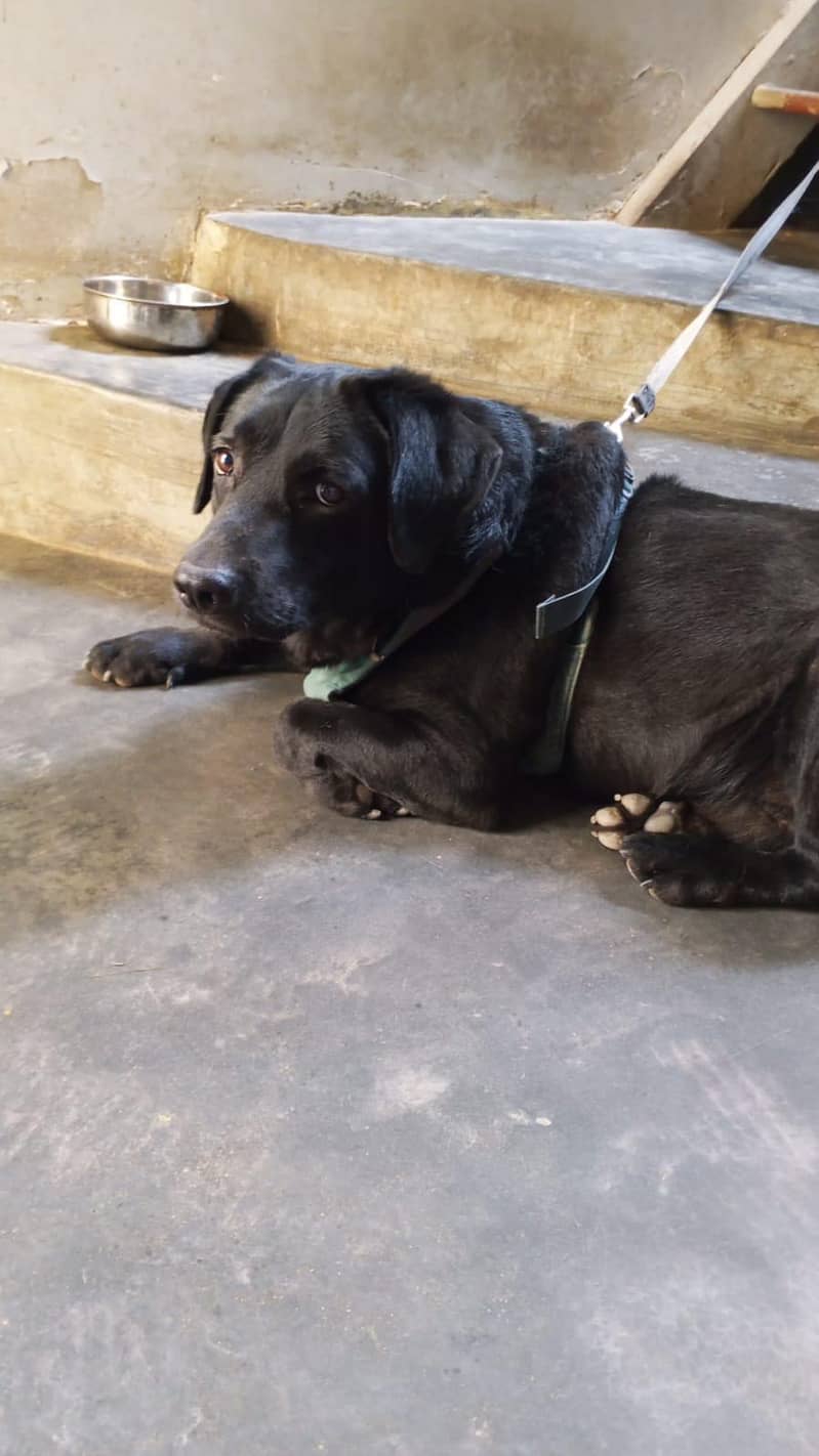 Labrador Dog 1